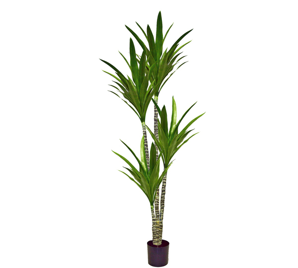 Yucca Tree- 1.8m with 4 heads